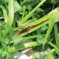 Thị trường - Tiêu dùng - Sinh vật lạ trong rau thân rỗng?