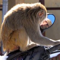 Ảnh đẹp: Khỉ biết soi gương