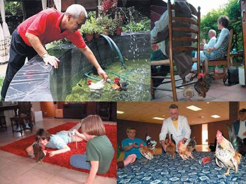 Gà "vương giả" Serama giá gần 30 triệu đồng - 3