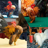 Thị trường - Tiêu dùng - Gà "vương giả" Serama giá gần 30 triệu đồng