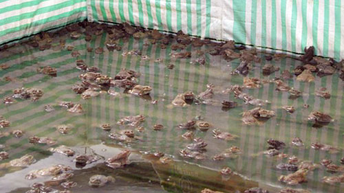 Lót ni lông làm bể nuôi ếch: Vốn ít lời nhiều - 1