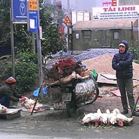 Thị trường - Tiêu dùng - "Gà trốn dịch” bán rong khắp phố