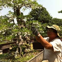 Thị trường - Tiêu dùng - Xuất khẩu cây cảnh bị làm khó