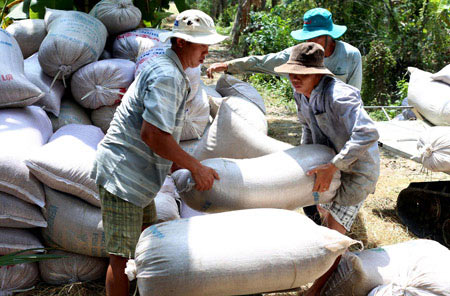 Giữ giá lúa gạo nhờ xuất khẩu tiểu ngạch - 1