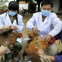 Dịch cúm H5N1 xuất hiện ở 21 tỉnh