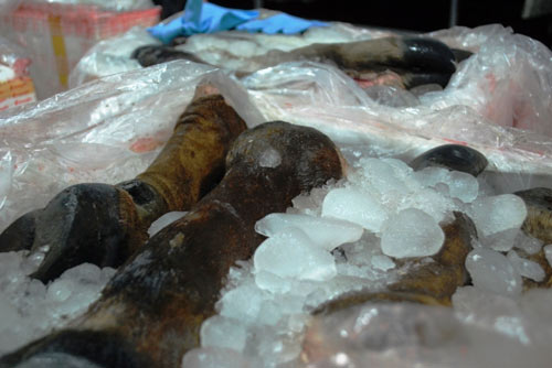 Bắt giữ 1,6 tấn chân trâu bò thối tuồn vào TP.HCM - 4