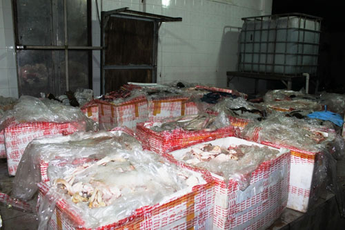 Bắt giữ 1,6 tấn chân trâu bò thối tuồn vào TP.HCM - 2