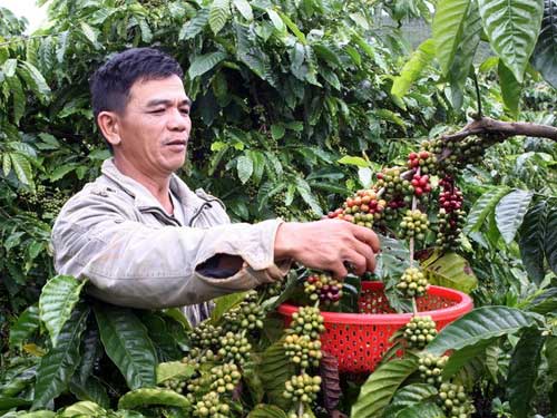 Giá cà phê tăng, người dân “găm” hàng - 1