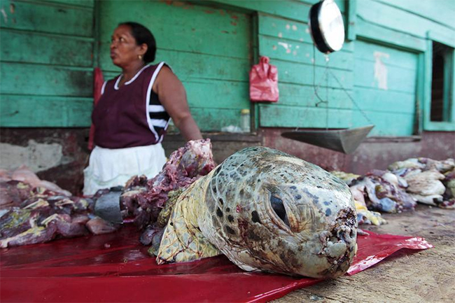 Những người phụ nữ tại khu chợ ở Nicaragua bán những con rùa được xẻ thịt ra
