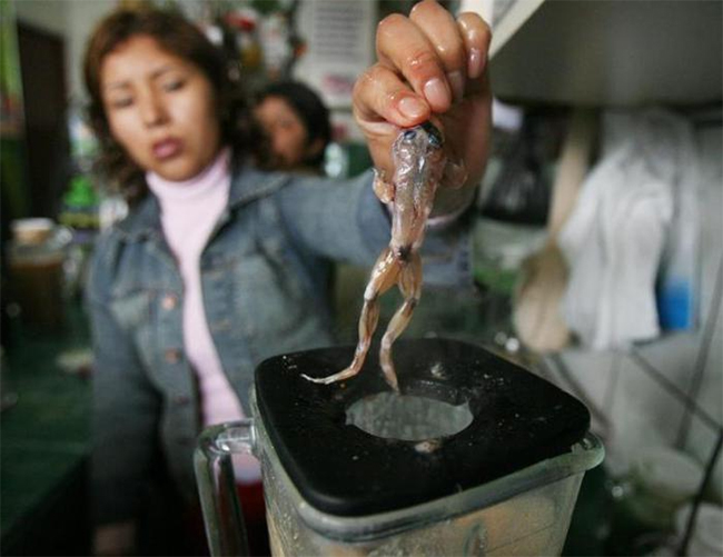 Bertha Prianes thả con ếch sống để chuẩn bị cho món sinh tố tại khu chợ ở Peru. Đây là món thức uống rất phổ biến cho tầng lớp lao động vì họ tin nó sẽ giúp bồi bổ sức khoẻ
