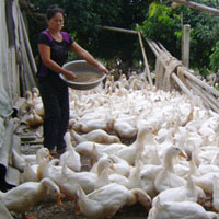 Thị trường - Tiêu dùng - Chăn nuôi gia cầm: "Chết" oan vì dịch cúm
