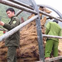 Tin tức trong ngày - Ăn phần trăm vụ trúng gốc sưa tiền tỷ là trái luật