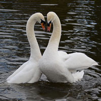 Tin tức trong ngày - Ảnh đẹp: Thiên nga tạo hình trái tim