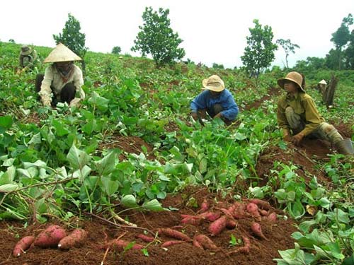 Các kiểu mua hàng khác người của lái buôn TQ - 2