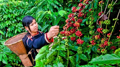 Cà phê Việt: Vẫn loay hoay "tách vỏ" - 1