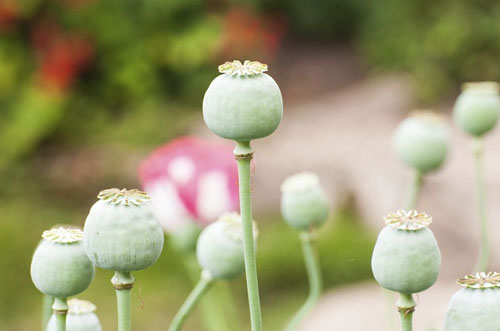 Khoảnh khắc kỳ lạ trong lịch sử chiến tranh TG - 4