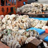 Tin tức trong ngày - Bắt 20 con sò tượng bị khai thác trái phép