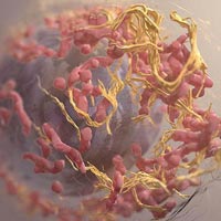 Sức khỏe đời sống - Thử nghiệm vắc-xin phòng chống ung thư