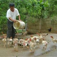 Thị trường - Tiêu dùng - Vật nuôi đặc sản mất giá vì dịch cúm