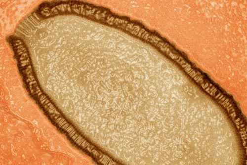Virus khổng lồ hồi sinh sau 30.000 năm - 1