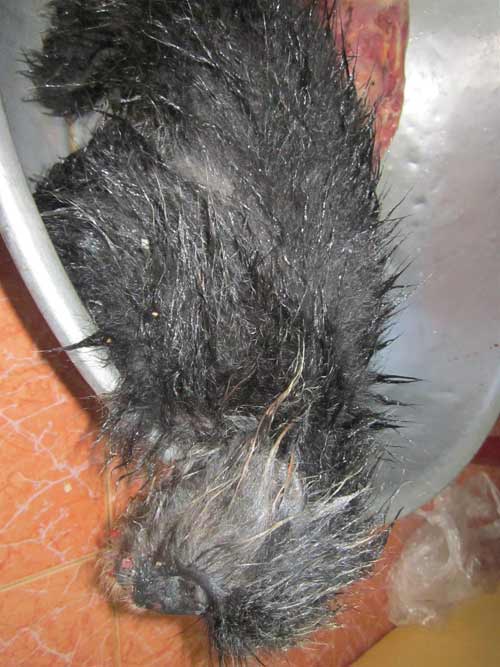 Bốn đối tượng chặt đầu voọc giữa rừng QG lĩnh án - 2