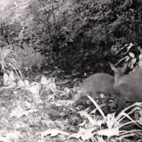 Tin tức trong ngày - Thanh Hóa: Xuất hiện loài mang tuyệt chủng 84 năm