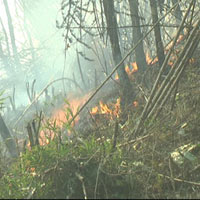 Tin tức trong ngày - Lào Cai: Hơn 500 người chữa cháy VQG Hoàng Liên