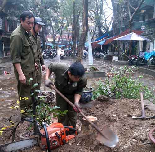 Sưa 20 năm tuổi bị đốn hạ trong đêm giữa Hà Nội - 1