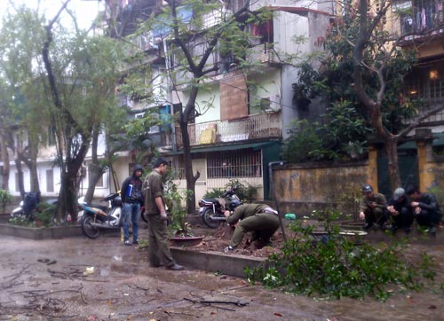 Sưa 20 năm tuổi bị đốn hạ trong đêm giữa Hà Nội - 2