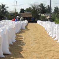 Thị trường - Tiêu dùng - Giá lúa liên tục giảm: Nông dân chờ “giải cứu”