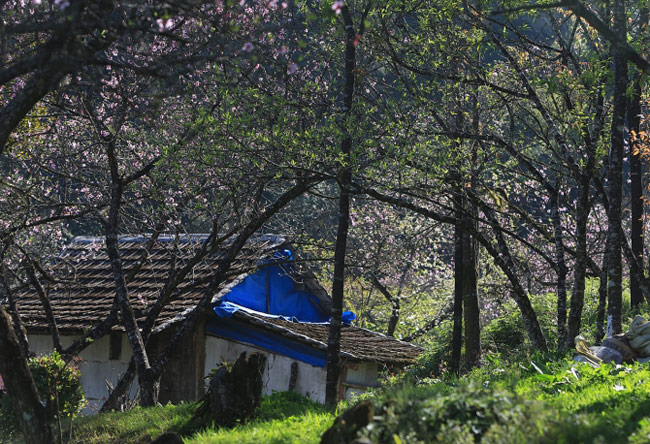 Một ngôi nhà nhỏ trên Cao nguyên Sa Pa được tô điểm bởi sắc hoa đào nở muộn.
