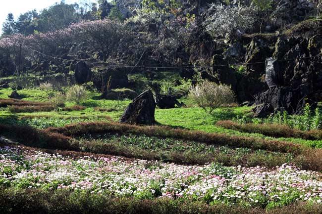 Những hàng hoa đào núi như tô điểm cho vẻ đẹp của Sa Pa.
