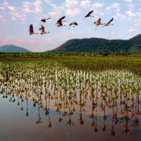 Du lịch - Xứ sở cổ tích U Minh Thượng