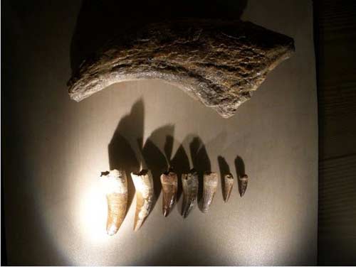 Phát hiện "nghĩa địa" khủng long lớn nhất TG - 3