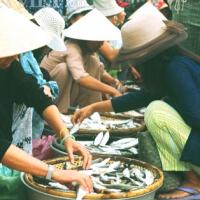 Ẩm thực - Cá mòi sông Thu, đặc sản quê tôi