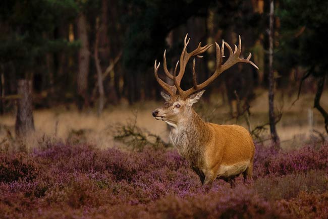 Hoge Veluwe là vườn quốc gia có cảnh quan tự nhiên đẹp và lớn nhất Hà Lan.&nbsp;
