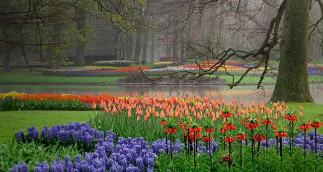 Khu vườn Keukenhof  thuộc đô thị Lisse, là khu vườn quyến rũ với vẻ đẹp kiêu sa, rạng rỡ của muôn ngàn sắc hoa. 
