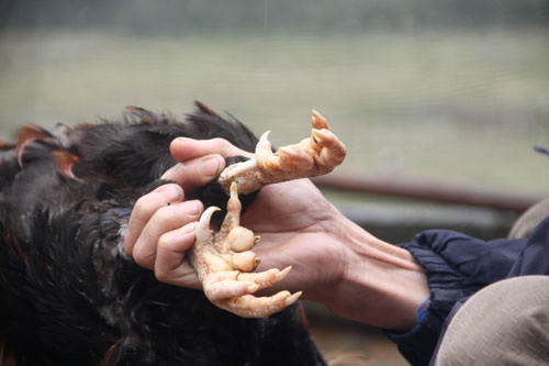 Nơi lưu giữ "sản vật kén rể của vua Hùng" - 3