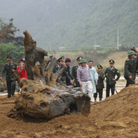 Tin tức trong ngày - Gốc sưa tiền tỷ sẽ được trưng bày ở bảo tàng