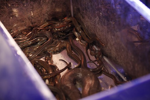 10 hot girl "méo mặt" vì rắn, ếch - 9