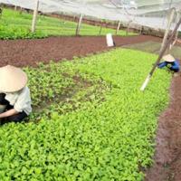 Thị trường - Tiêu dùng - Hà Nội: Rau xanh tăng giá mạnh