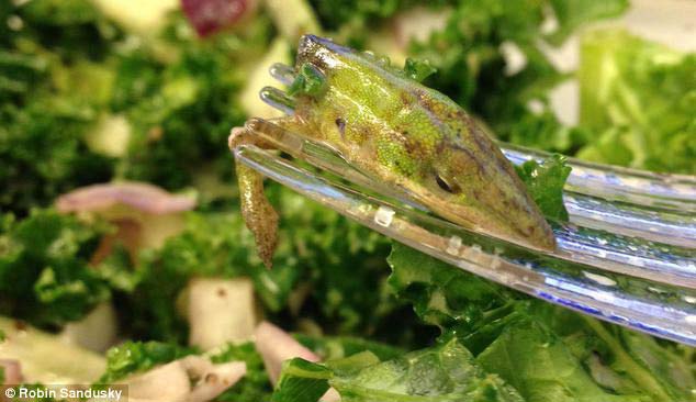 Hoảng hồn vì đầu thằn lằn trong món salad - 1