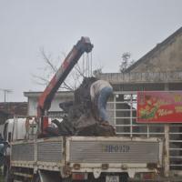 Tin tức trong ngày - Gốc sưa tiền tỷ nặng hơn 2 tấn