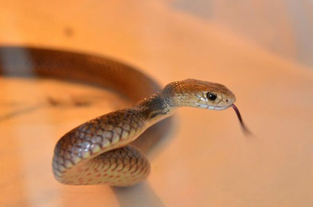 Bị rắn độc cắn vẫn thản nhiên ngồi uống bia - 2