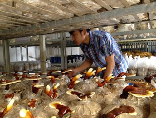 Những “khoảng trống” của ngành nấm - 1