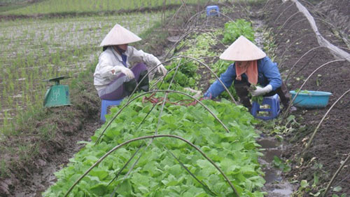 Bát nháo rau vào siêu thị: Ma trận rau an toàn - 1