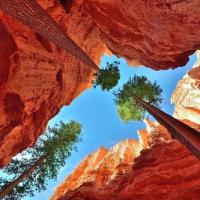 Du lịch - Ấn tượng những cây thông "xiên thủng" núi