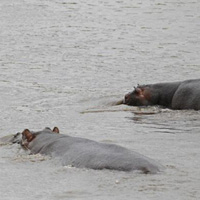 Tin tức trong ngày - Ảnh đẹp: Hà mã cứu linh dương khỏi cá sấu