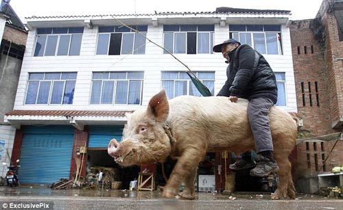 Ông lão cưỡi heo... đi chợ - 3