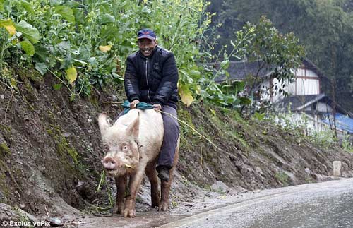 Ông lão cưỡi heo... đi chợ - 8